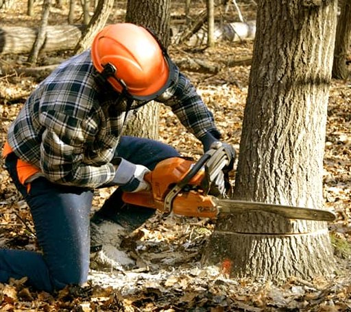 Tree Removal in Lecompton, KS